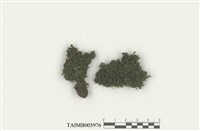 藏品(脆枝曲柄苔)的圖片